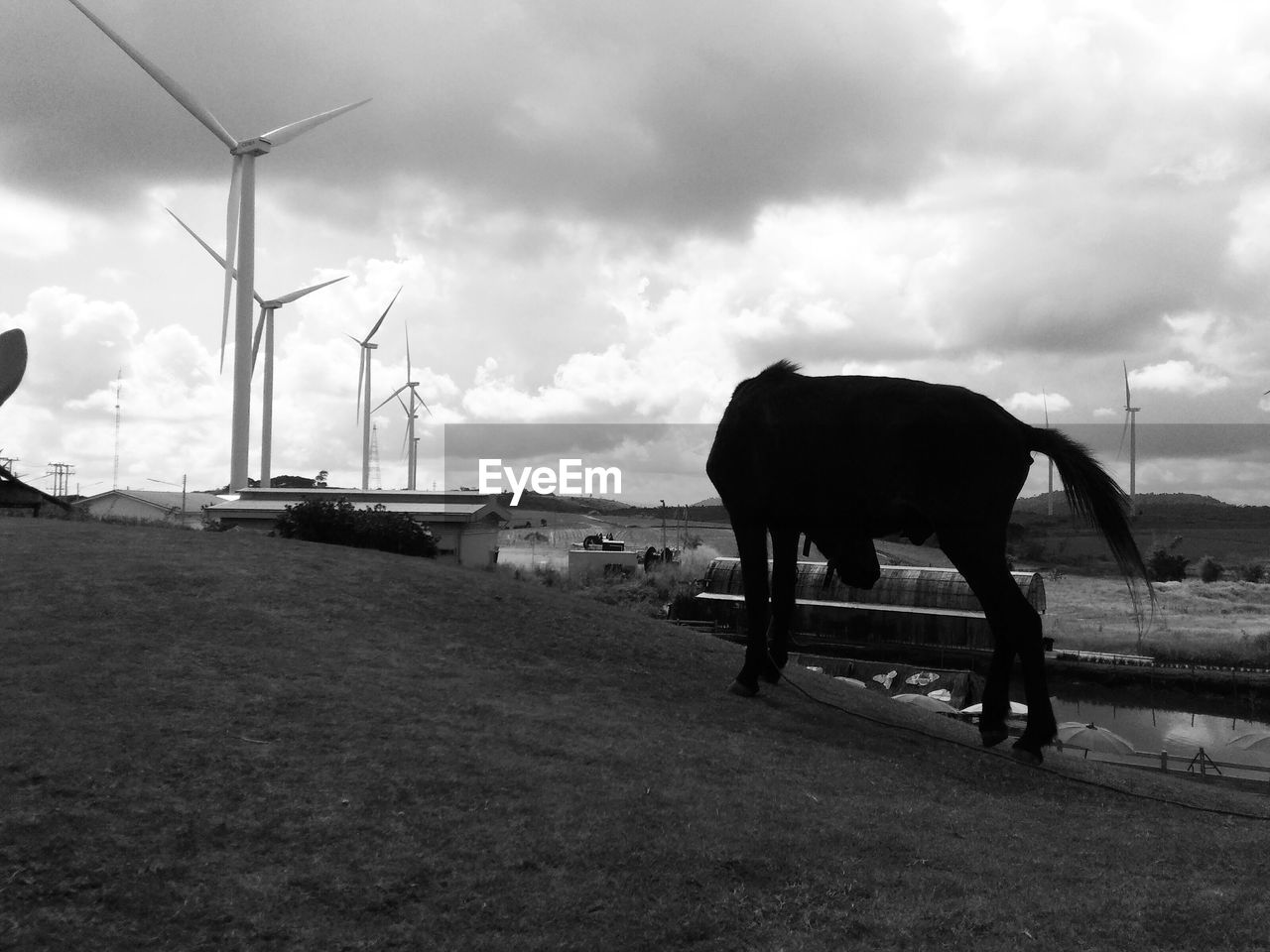 HORSE STANDING ON FIELD