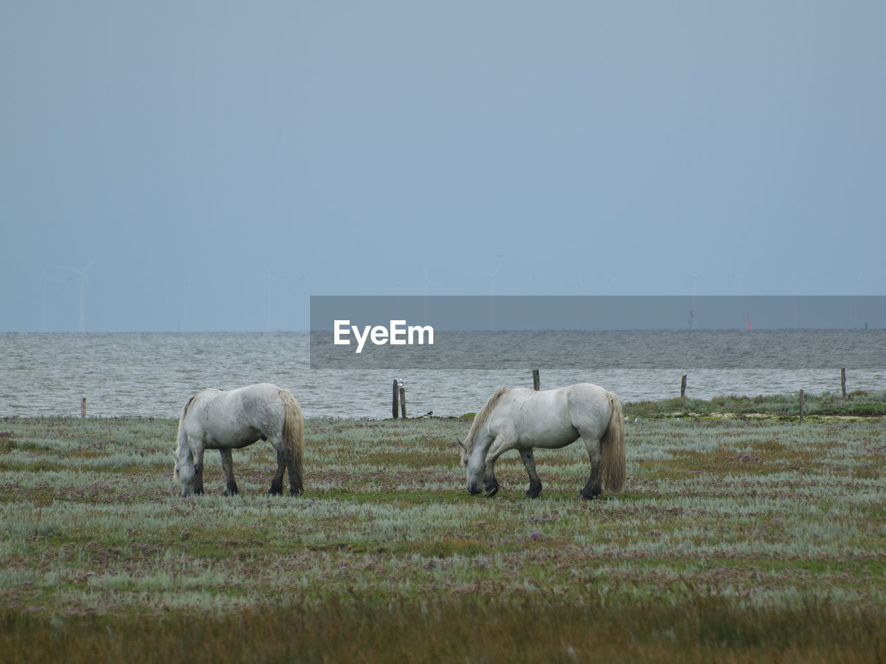 Juist island in the north sea