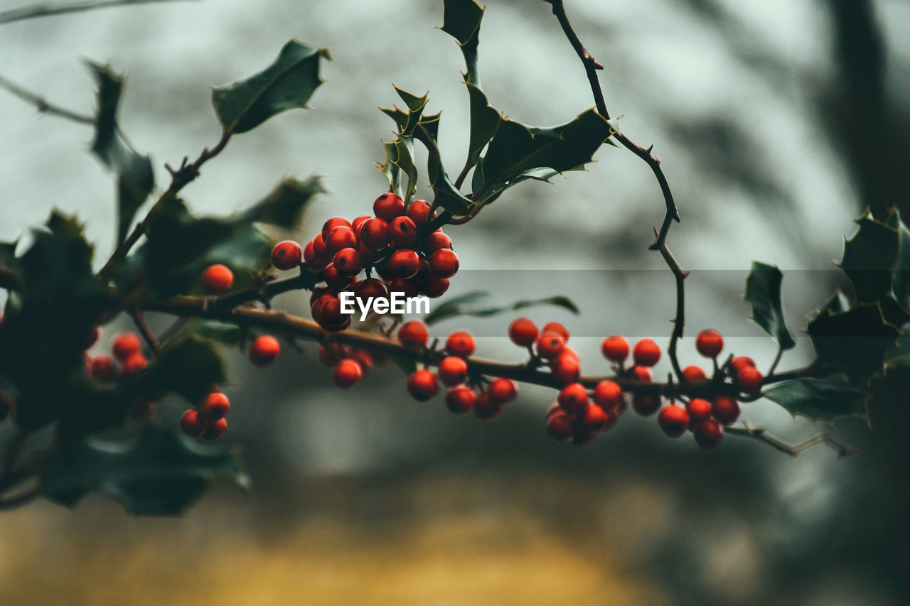 CLOSE-UP OF RED BERRIES ON TREE