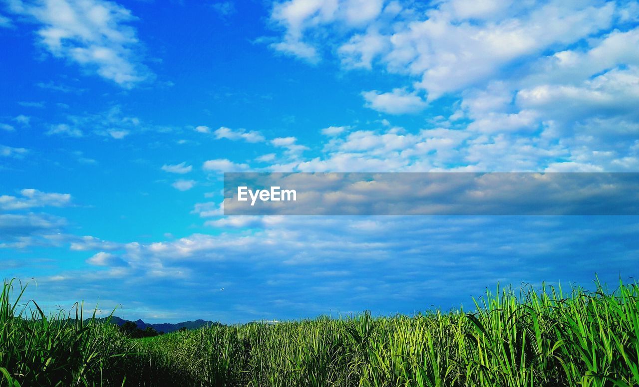 PLANTS GROWING ON FIELD AGAINST SKY