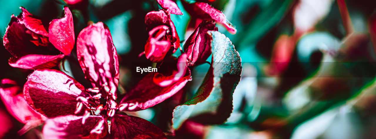 CLOSE-UP OF RED FLOWER