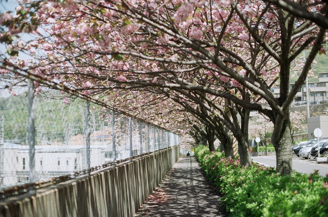 VIEW OF FOOTPATH IN PARK