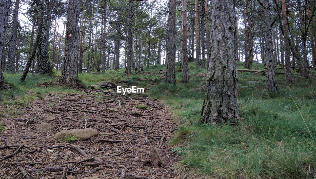 VIEW OF TREES ON LANDSCAPE