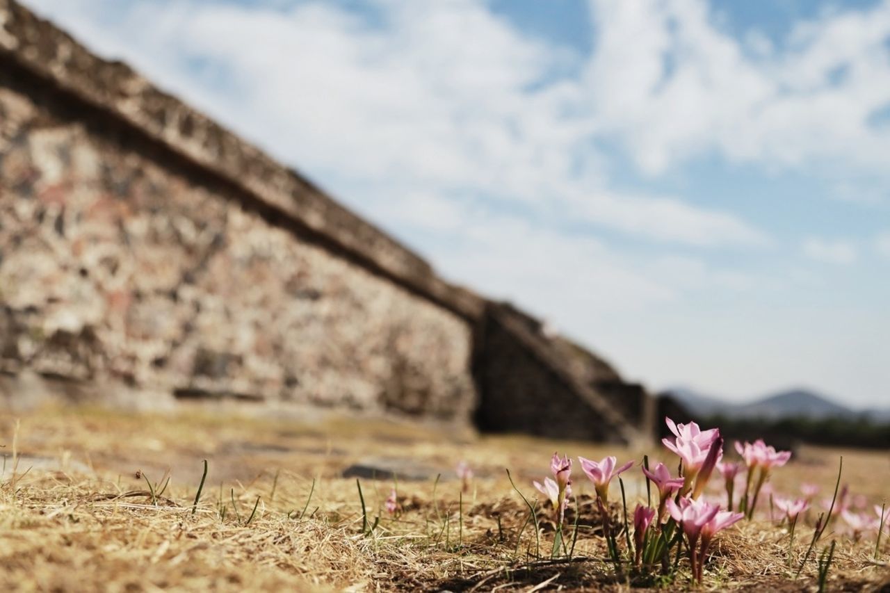 Surface level view of fresh flowers blooming in nature