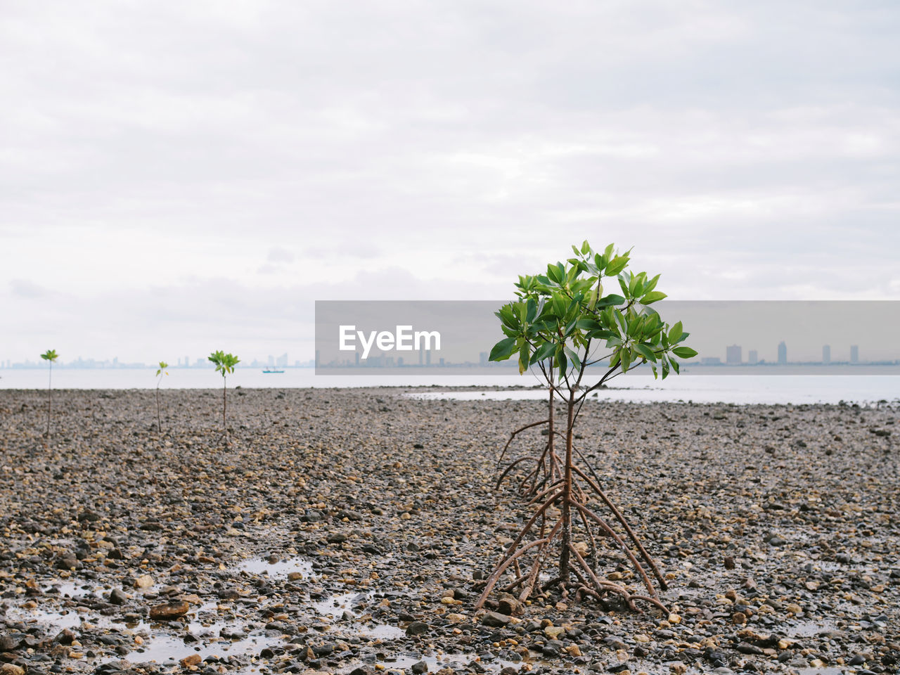 Mangrove tree at clean beach on morning time in chonburi thailand