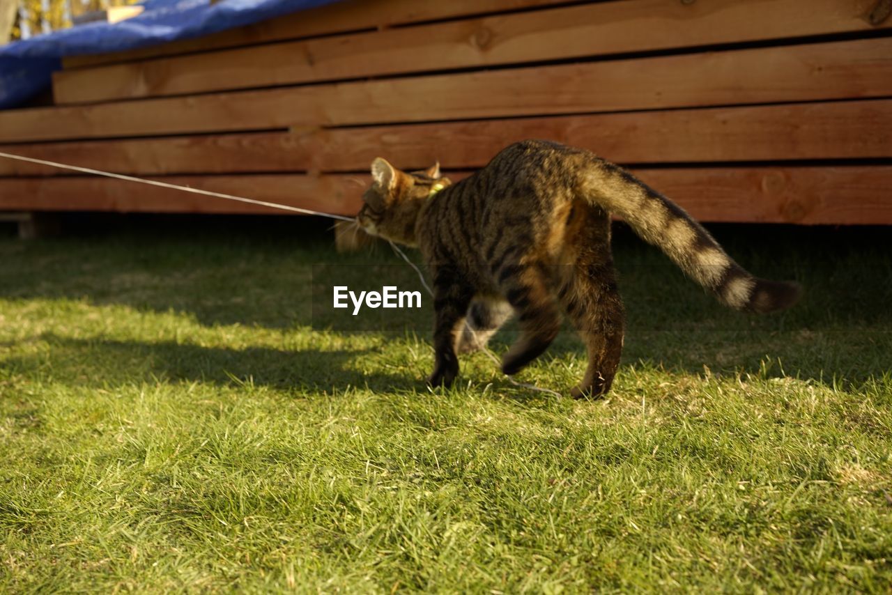 CAT LOOKING AWAY ON FIELD