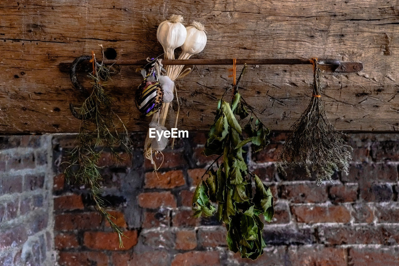 Plants hanging against brick wall