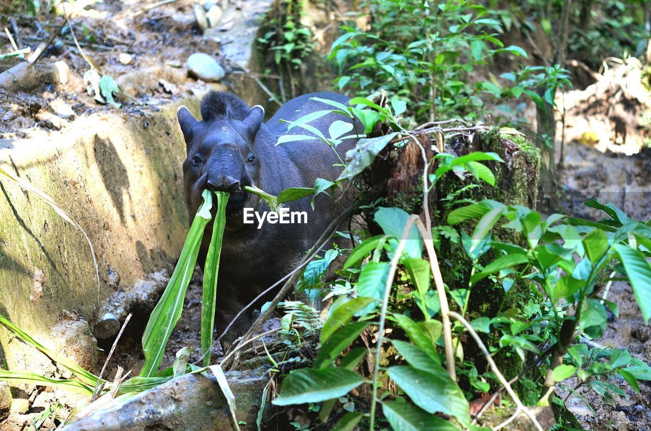 Close-up portrait of tapir on plants