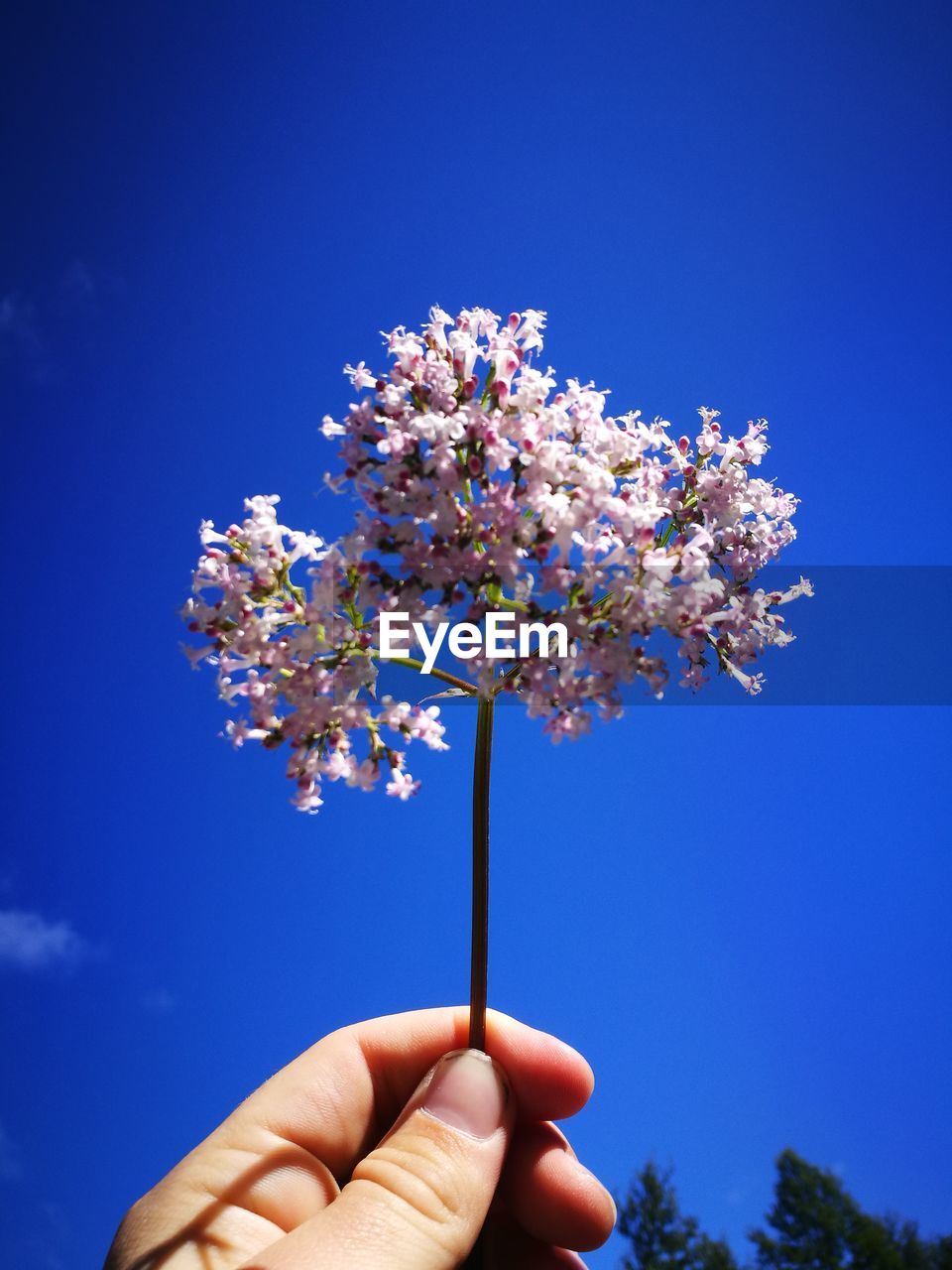 Close-up of cherry blossoms against clear sky