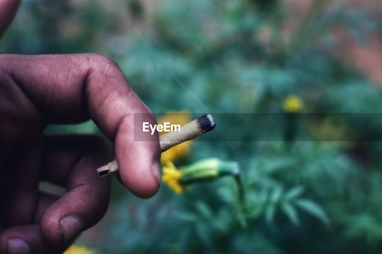 Close-up of hand holding marijuana