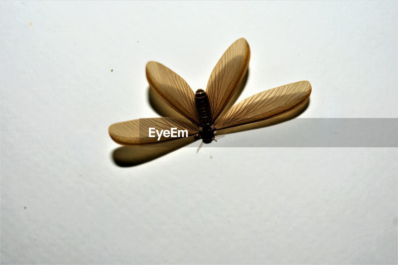 CLOSE-UP OF BUTTERFLY POLLINATING ON WHITE BACKGROUND