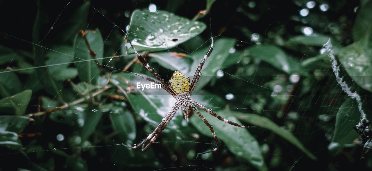 Spider with its web