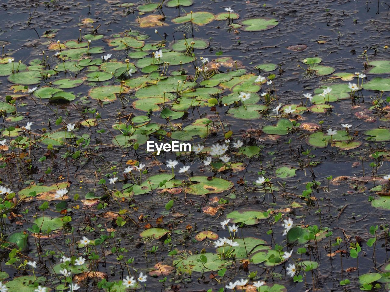 HIGH ANGLE VIEW OF LEAVES FLOATING ON LAKE