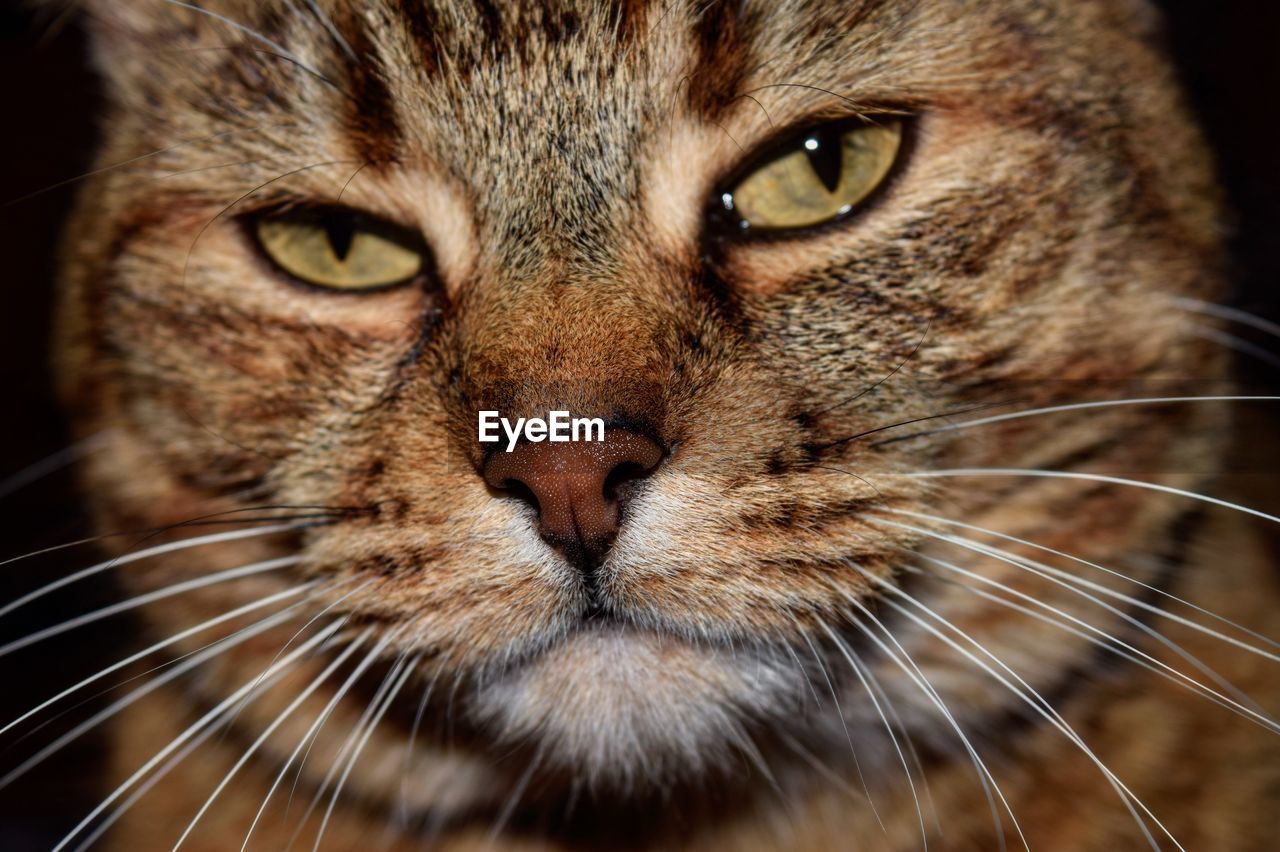 Close-up portrait of a cat