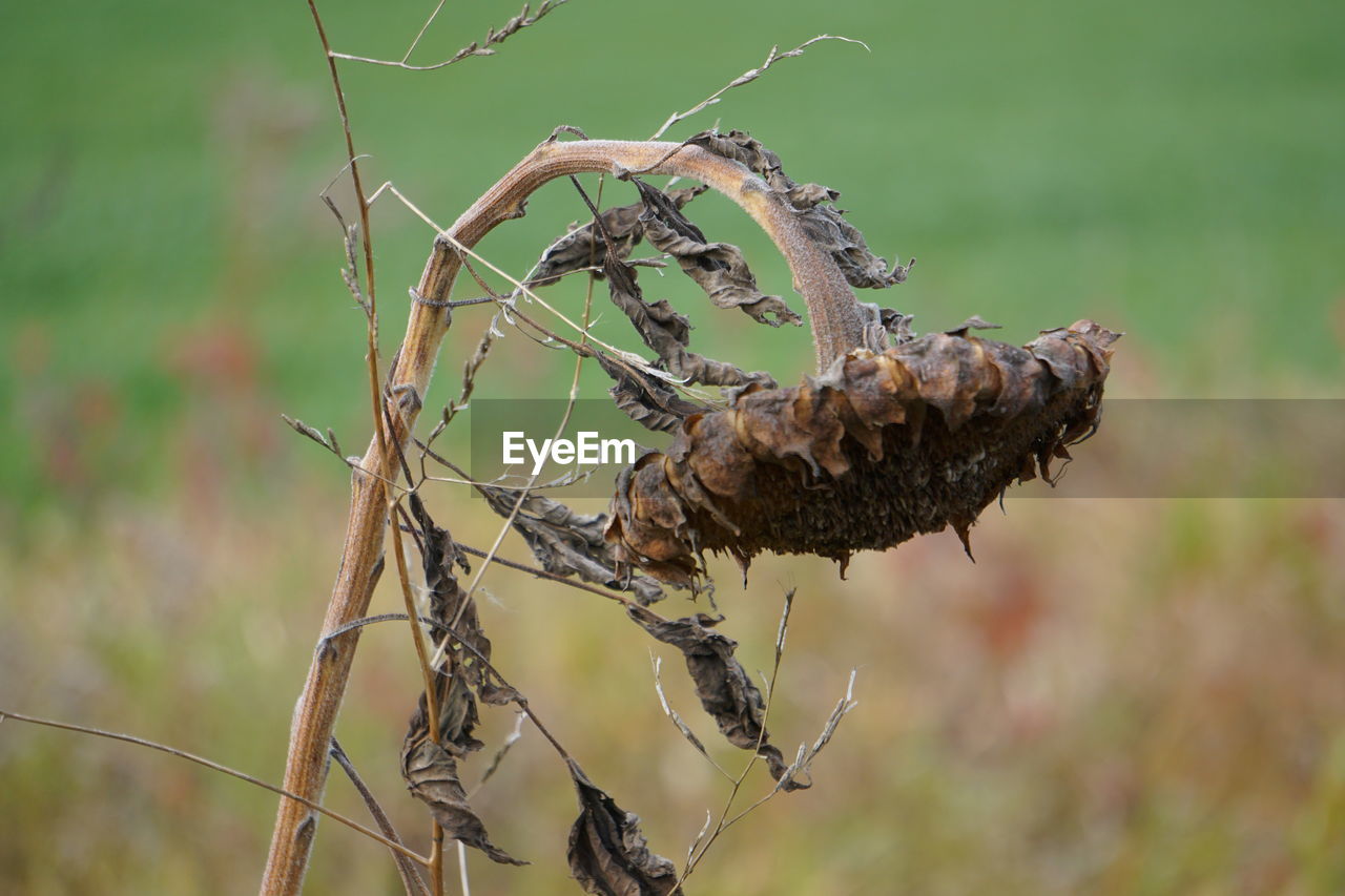 CLOSE-UP OF DRY PLANTS ON FIELD