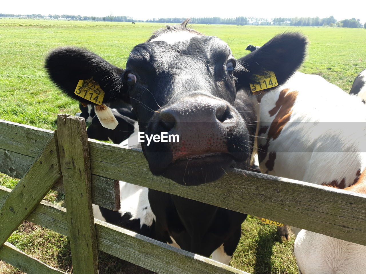 Portrait of cow in field