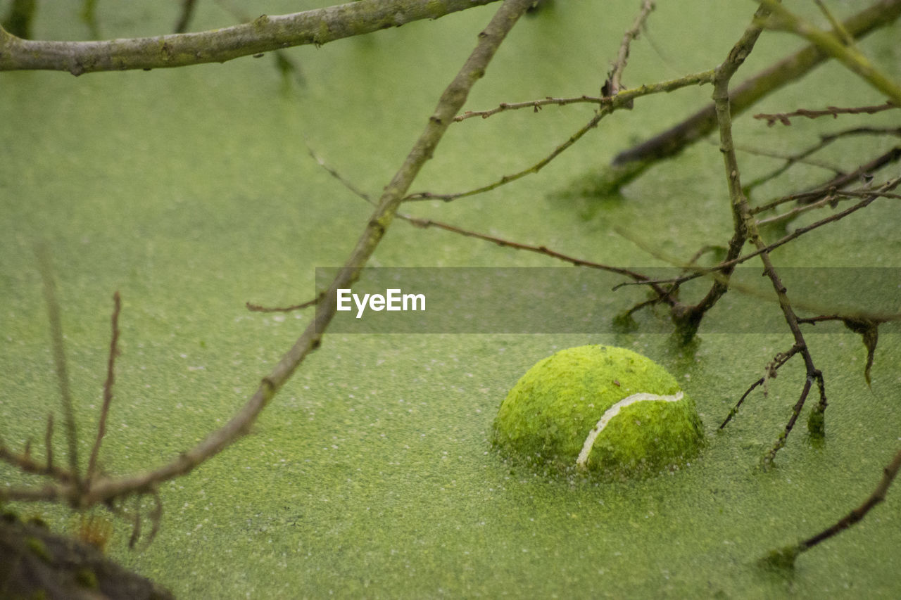 FULL FRAME SHOT OF LEAF