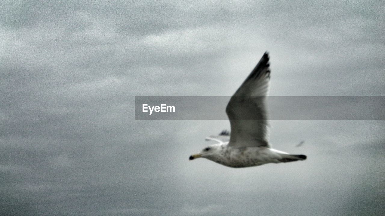 SEAGULLS FLYING OVER SEA