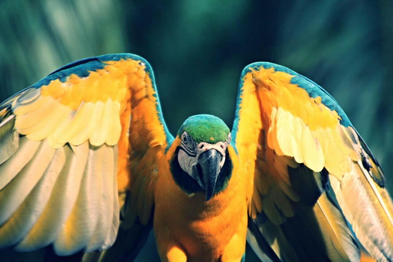 Portrait of parrot