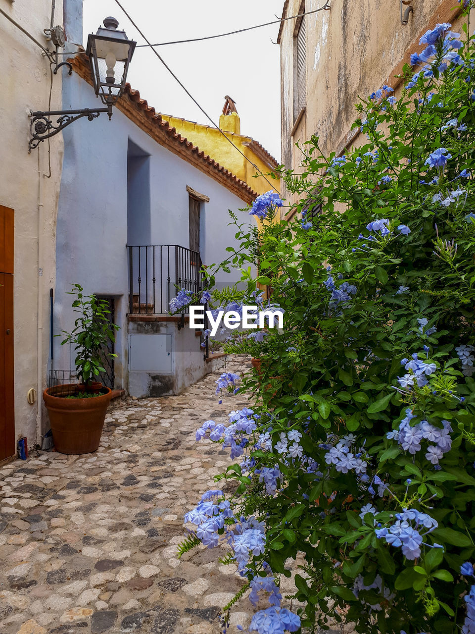 Narrow street with colored houses and flowers in mediterranean town