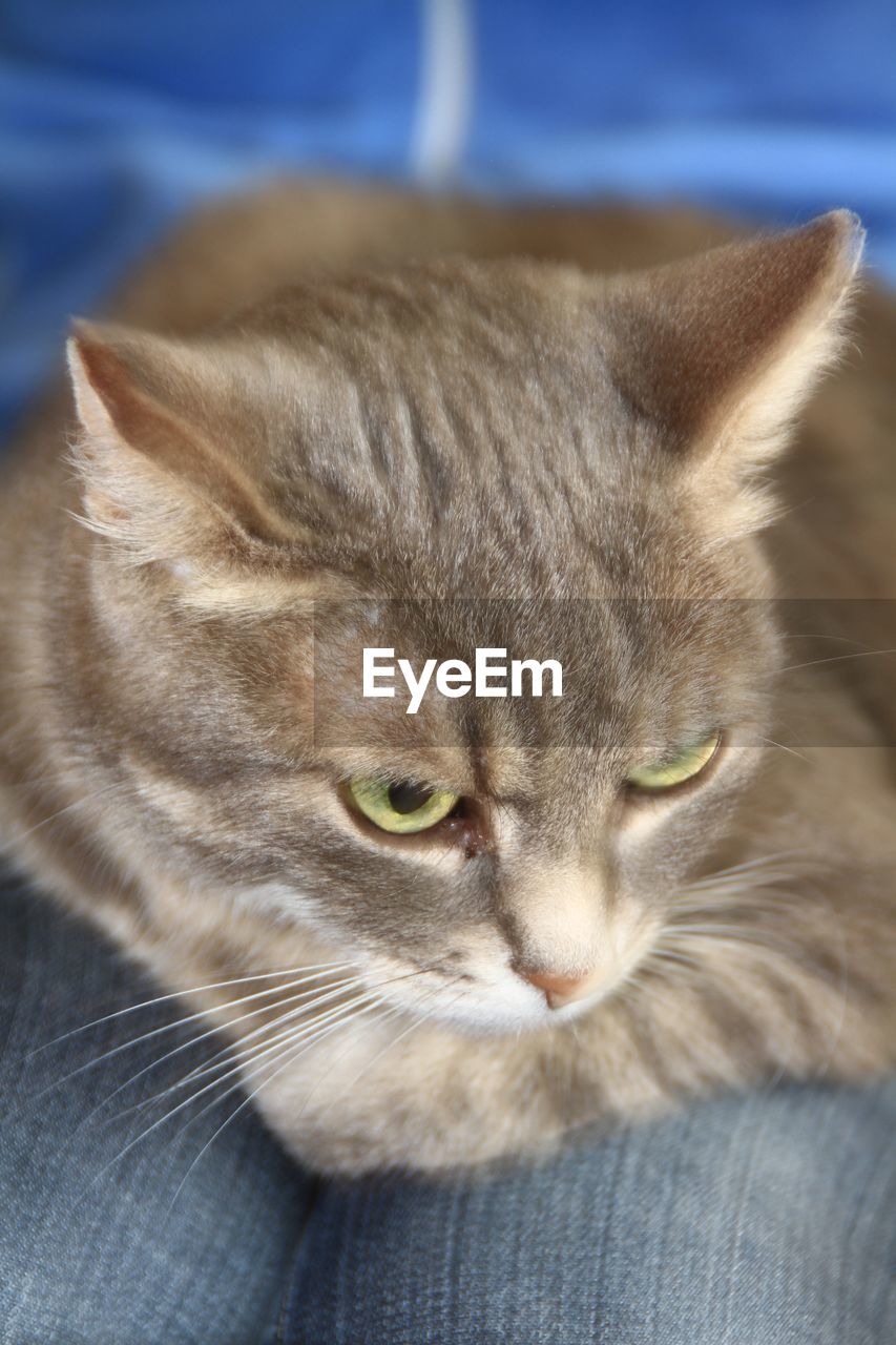 CLOSE-UP PORTRAIT OF CAT RELAXING ON FLOOR