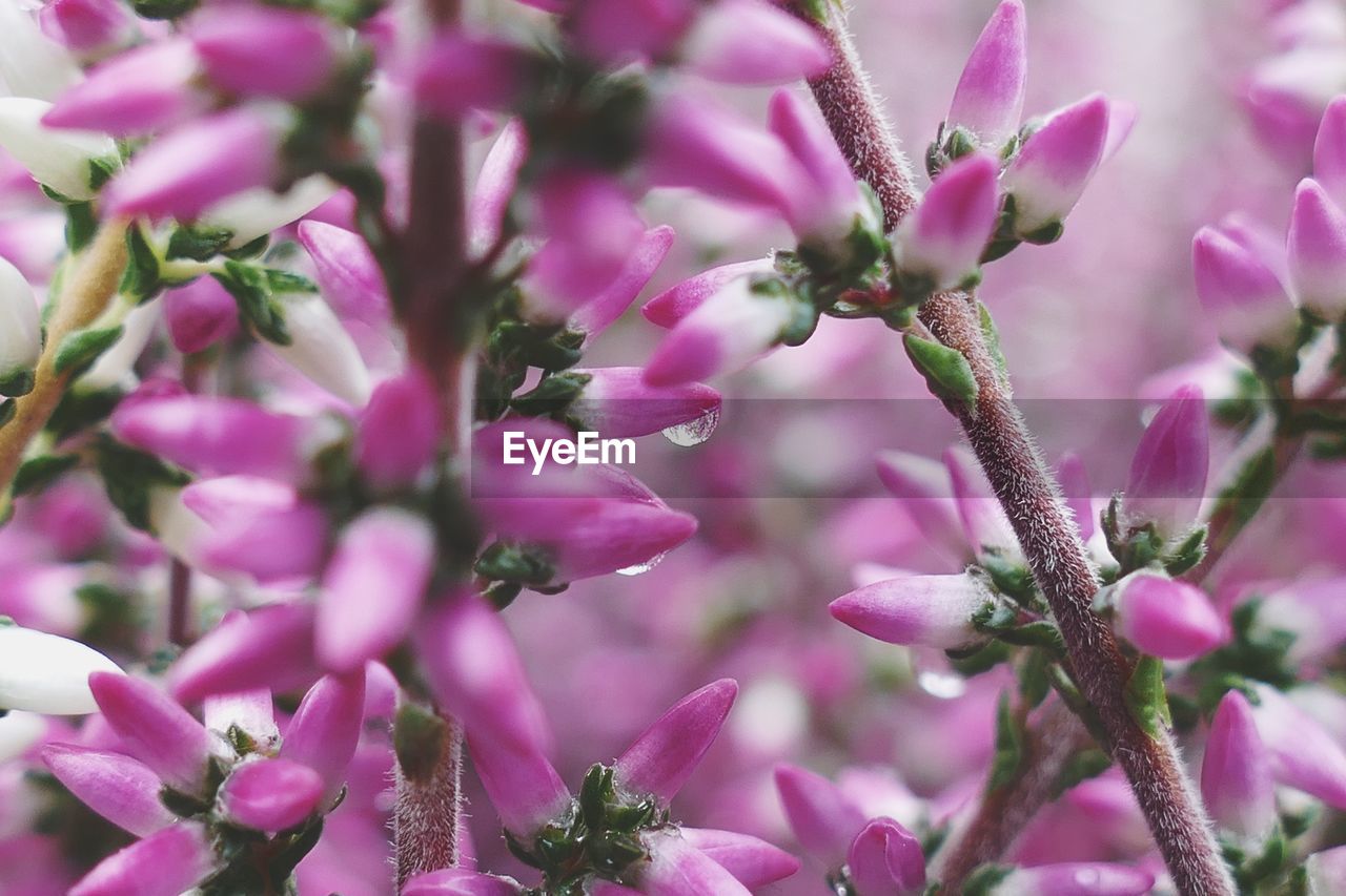 Close-up of pink flowers growing on tree