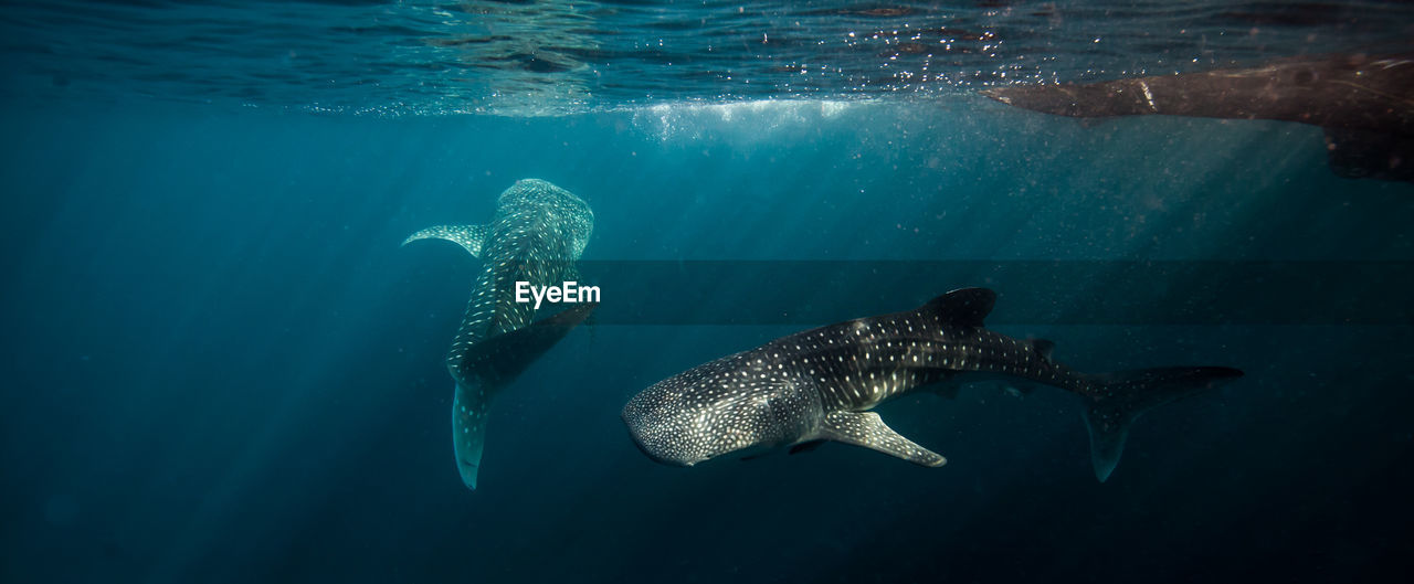 Whale shark swimming underwater