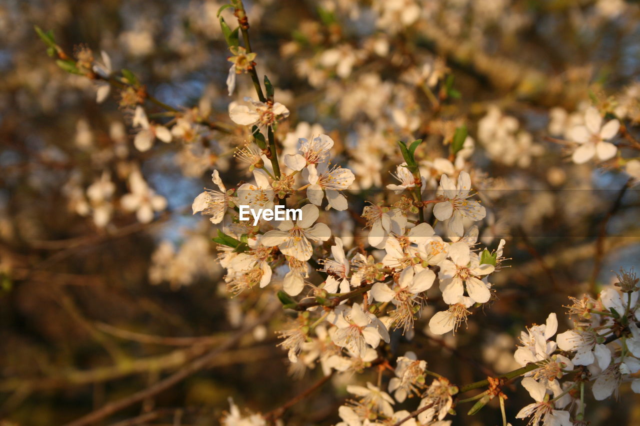 Close-up of white cherry blossom 