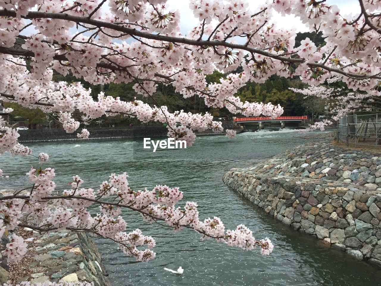 Cherry blossom tree against sky