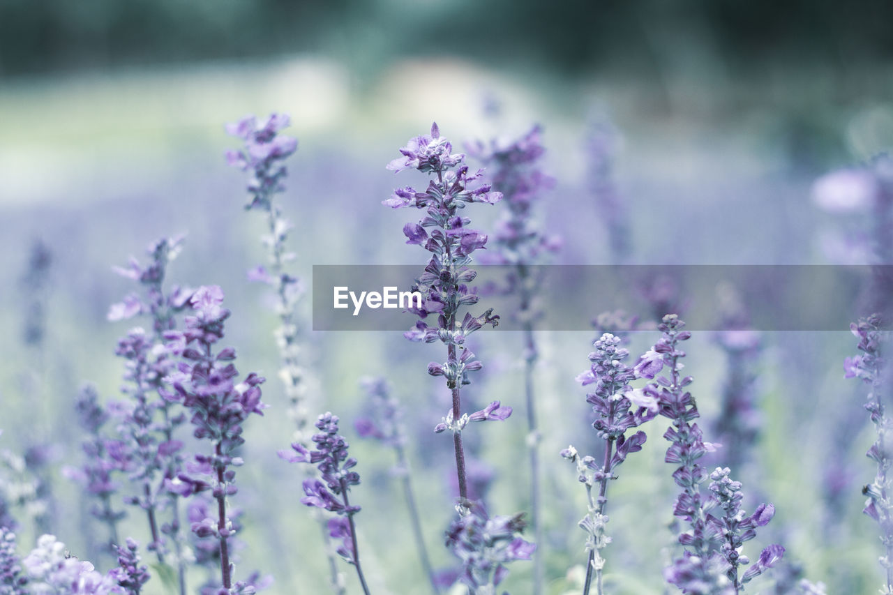 CLOSE-UP OF PURPLE FLOWERING PLANT