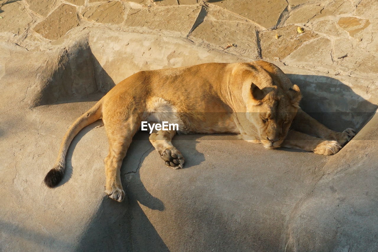 Cat lying on rock