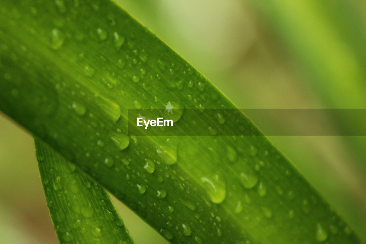 CLOSE-UP OF RAINDROPS ON LEAF