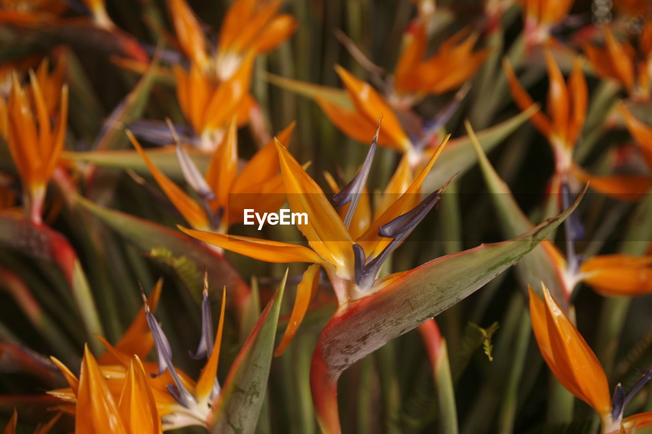 Bird of paradise flowers blooming outdoors