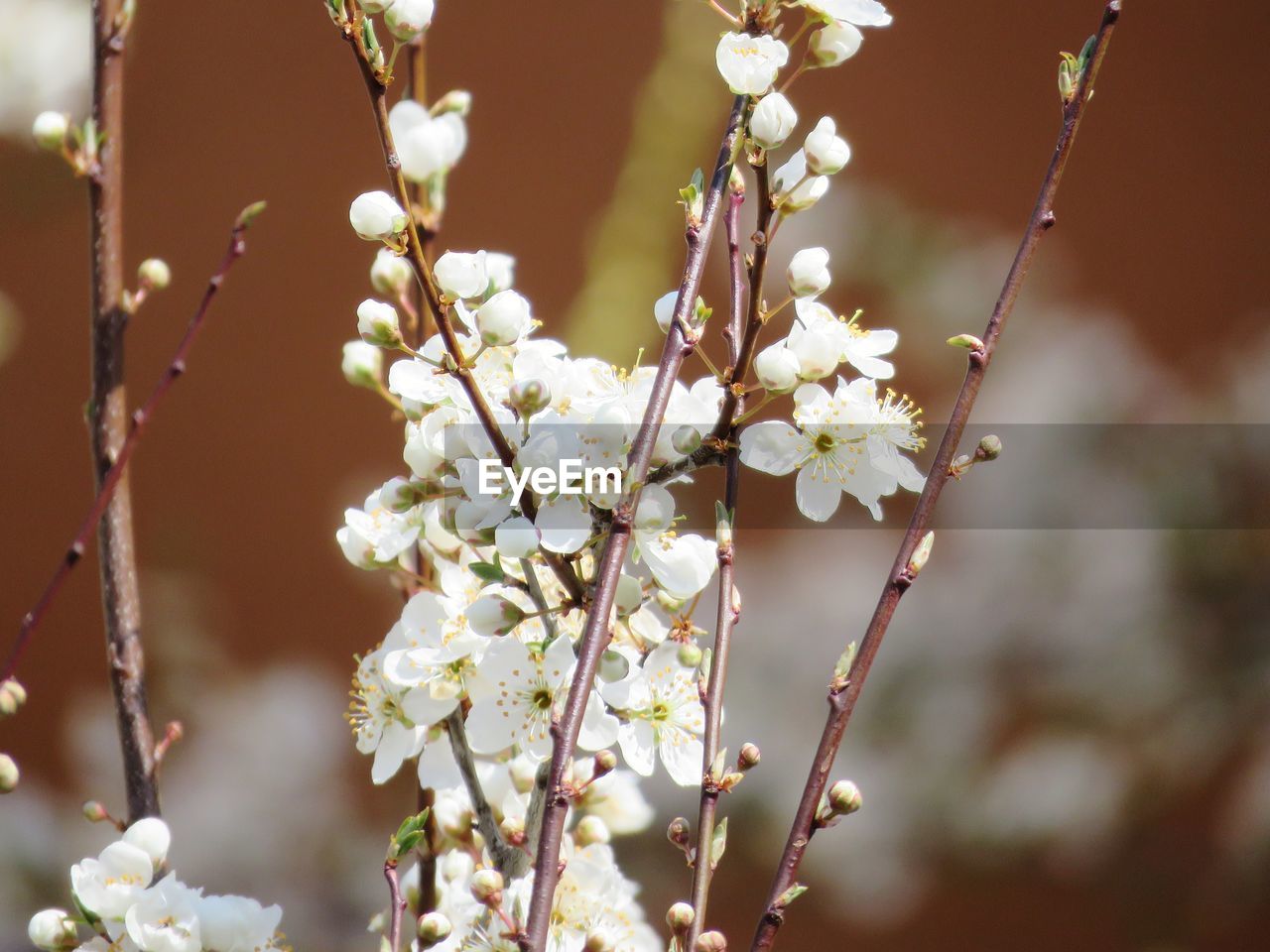 CLOSE-UP OF WHITE CHERRY BLOSSOM