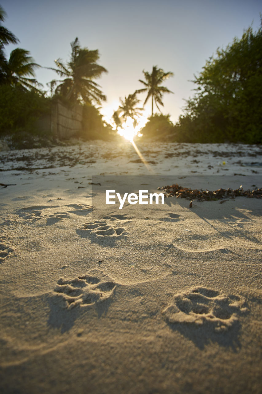 Paw prints on sand against palm trees at beach during sunset