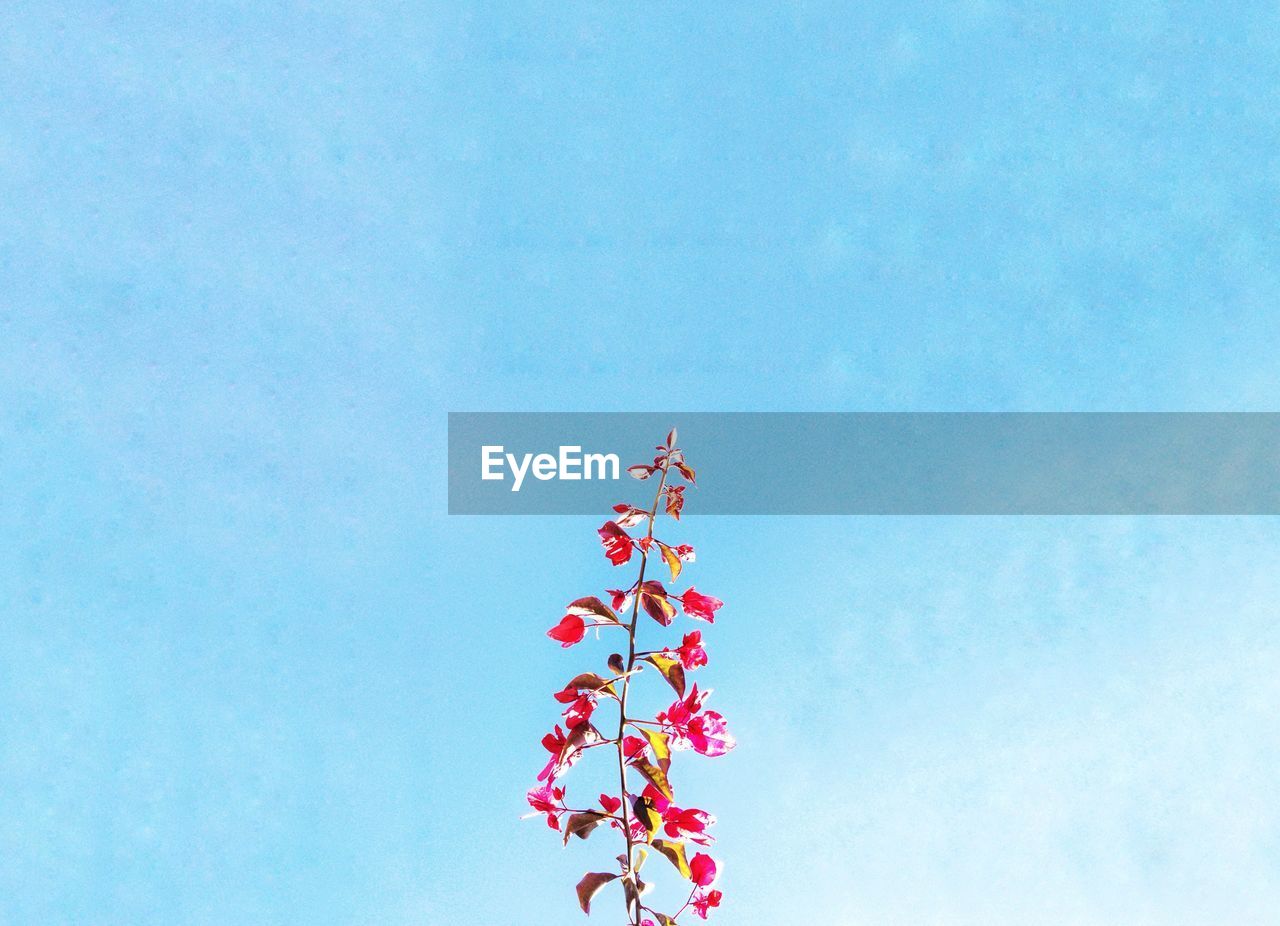 Pink flowers on blue sky background