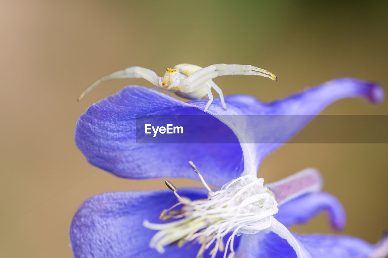 CLOSE-UP OF PURPLE FLOWERS
