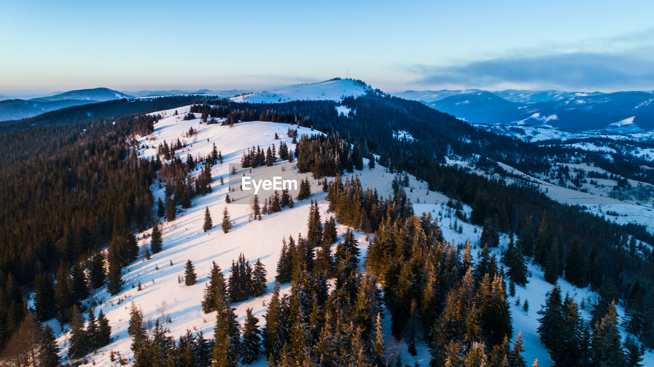 PANORAMIC SHOT OF PINE TREES ON SNOW COVERED MOUNTAIN AGAINST SKY