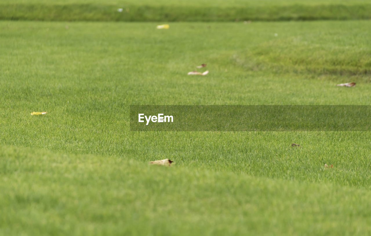 HIGH ANGLE VIEW OF GRASSY FIELD