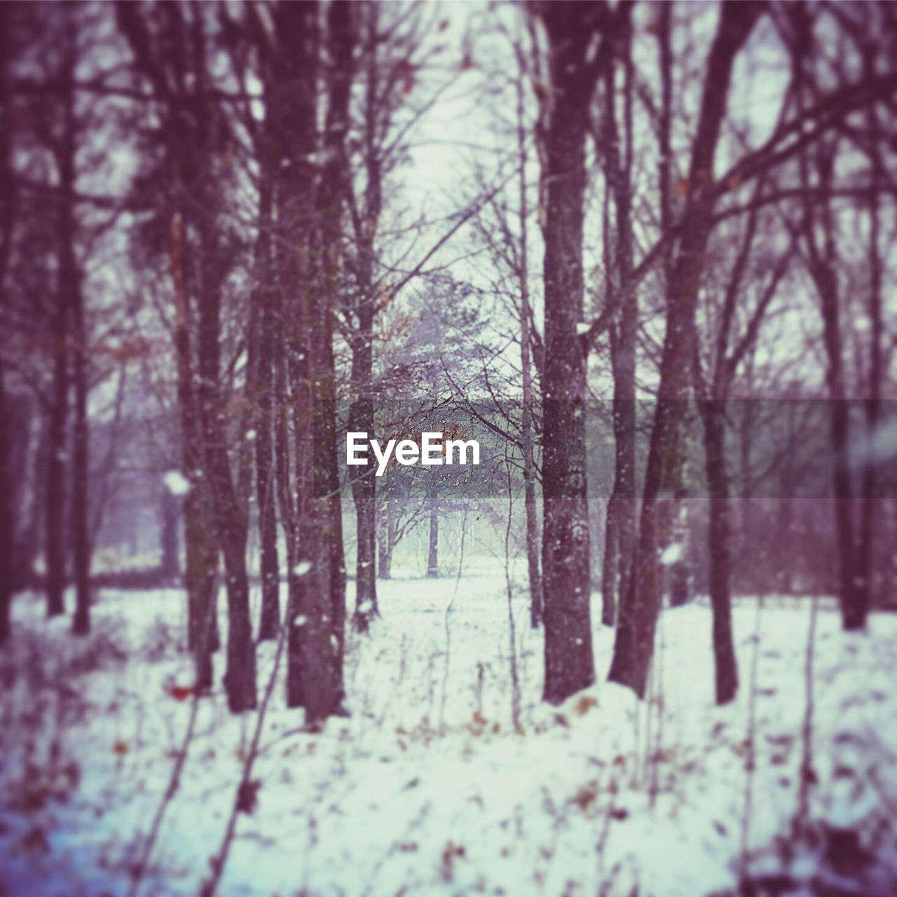 BARE TREES IN SNOW COVERED LANDSCAPE