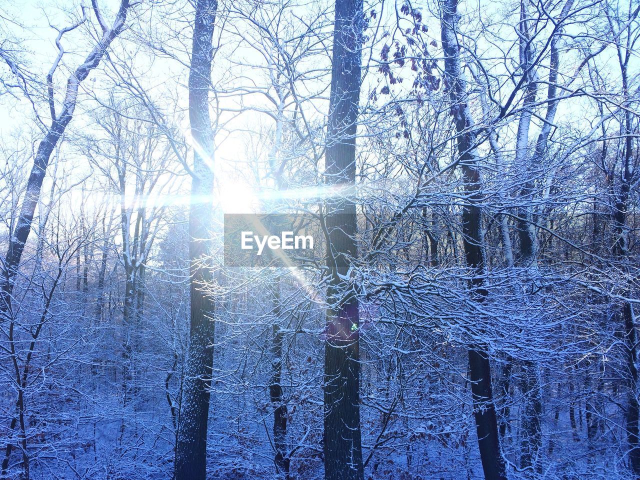 SNOW COVERED BARE TREES IN FOREST AGAINST SKY