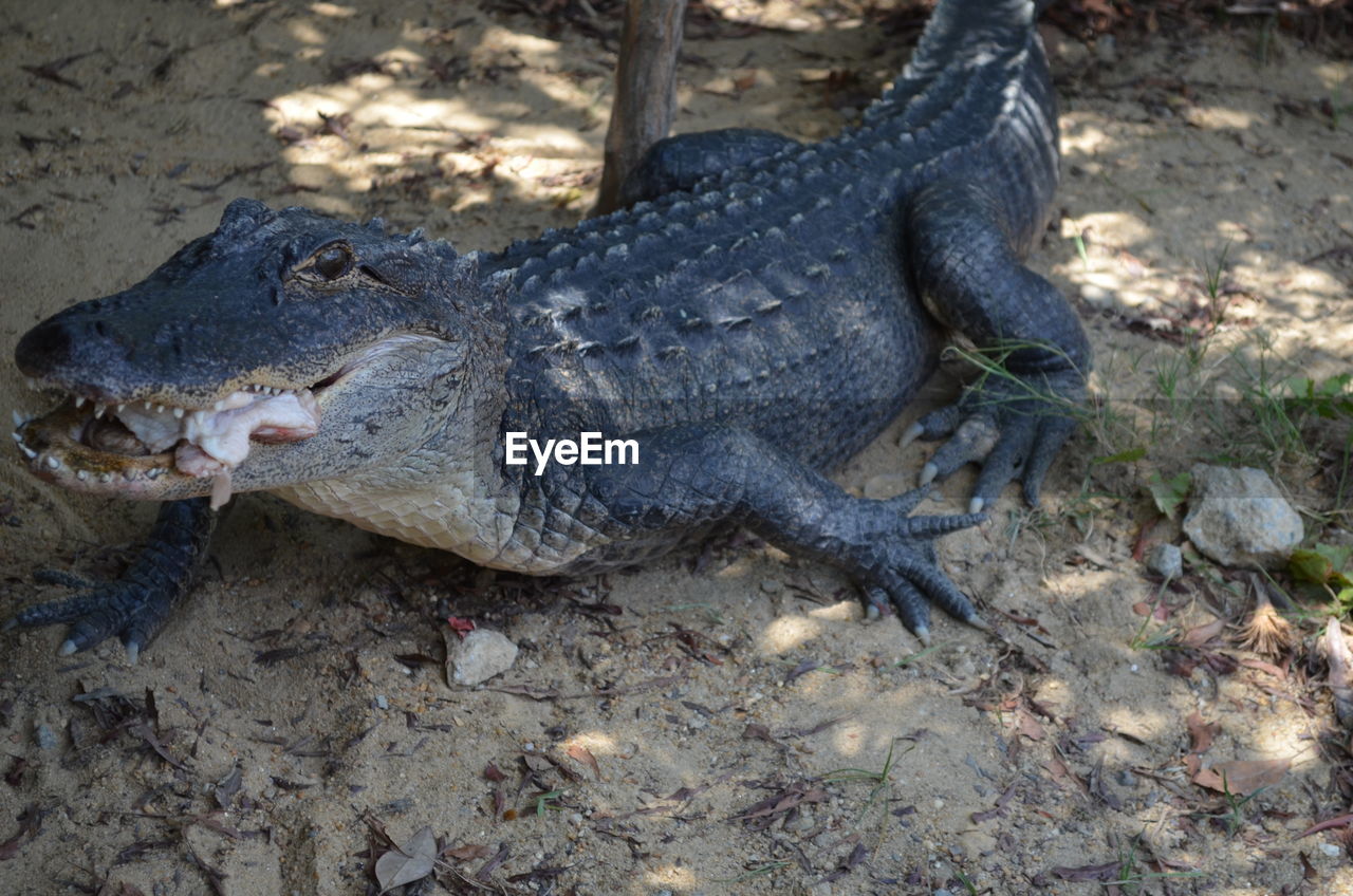 Alligator carrying frog in mouth