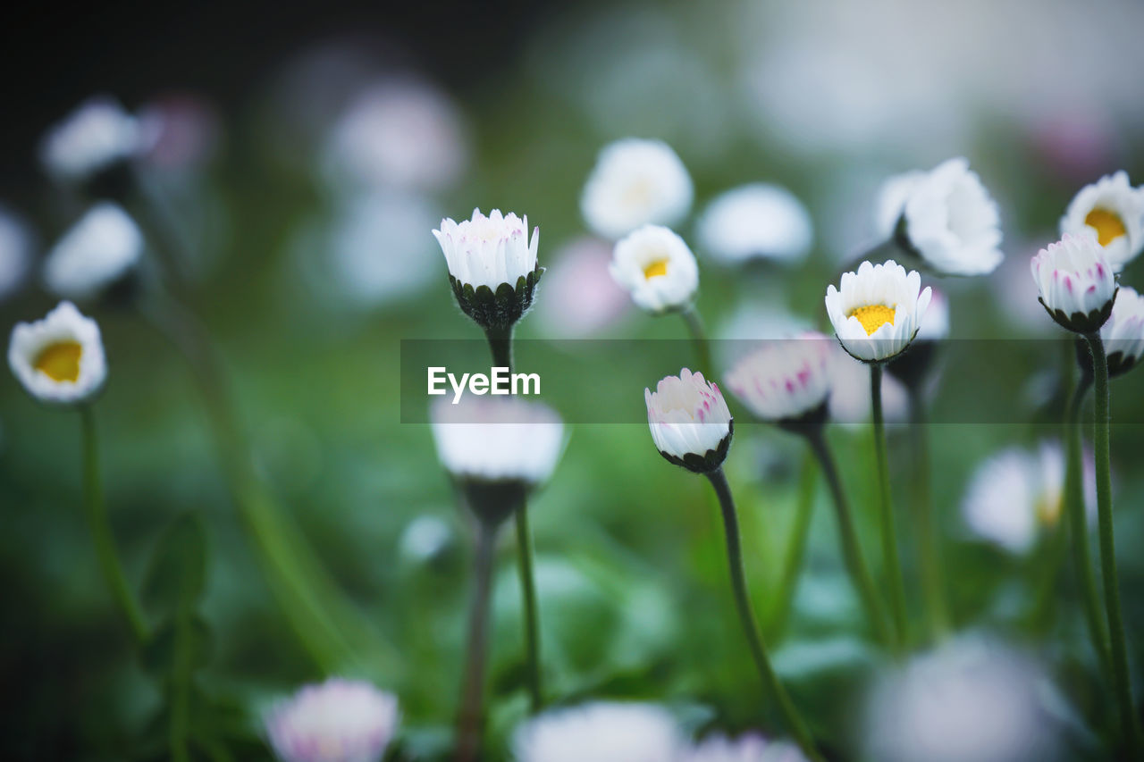 Beautiful Beautiful Nature Daisy Daisy Flower Daisy Flower Head Grass Nature Beauty In Nature Close-up Flowers Garden Selective Focus Spring Springtime This Is Natural Beauty