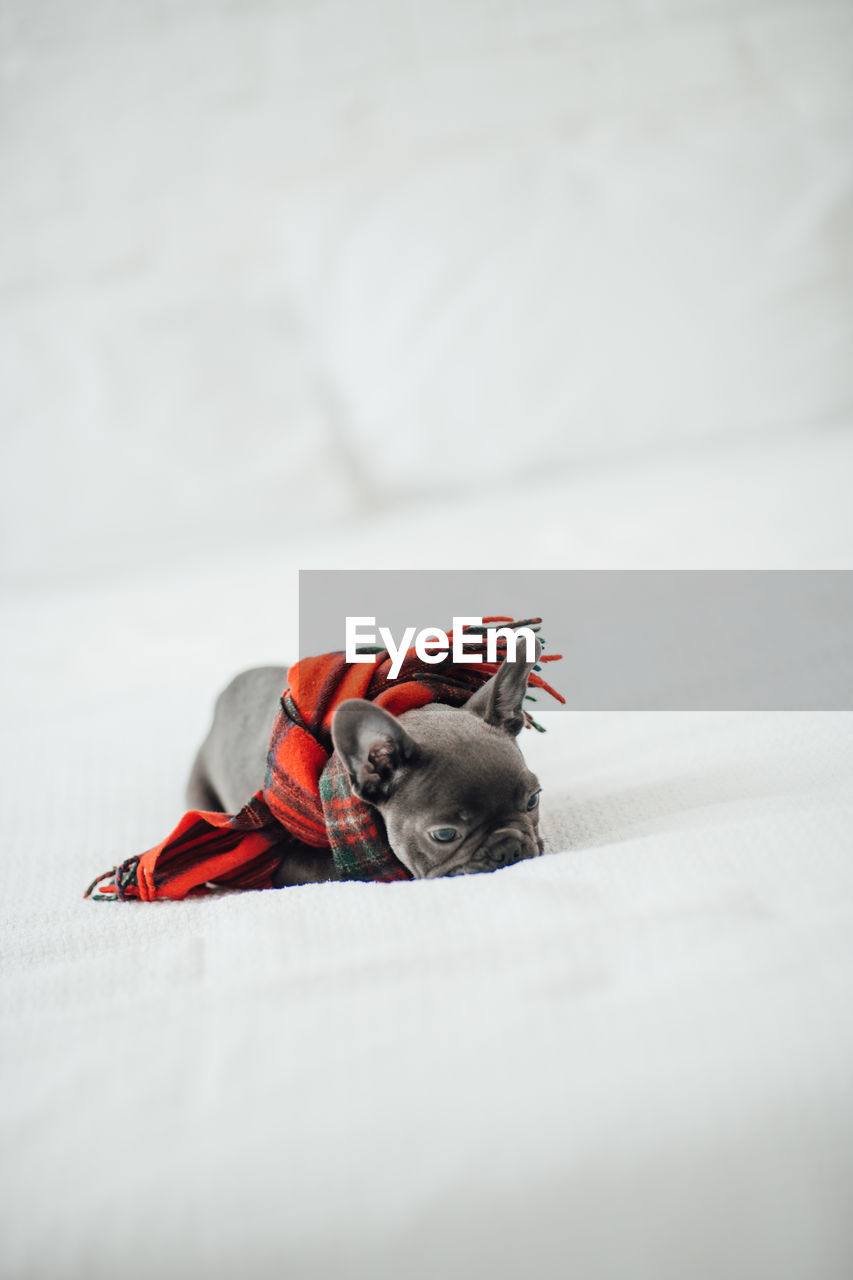 high angle view of dog sitting on bed