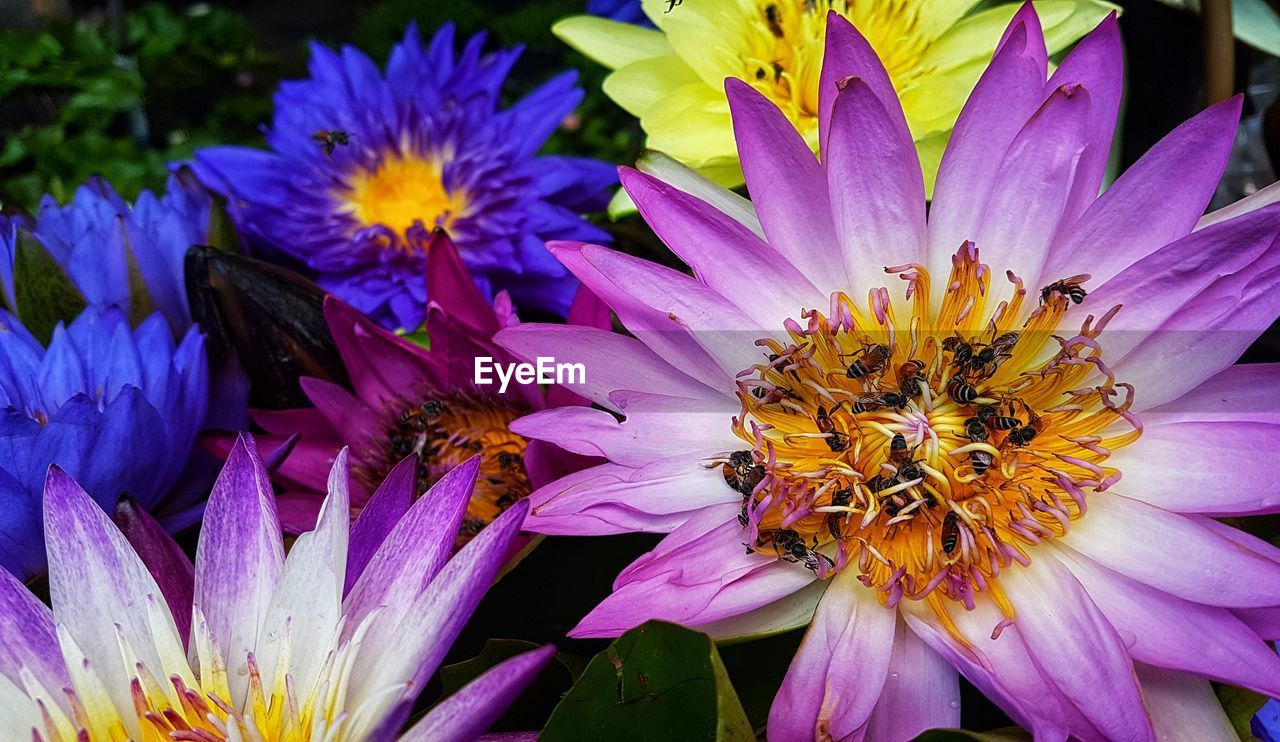 Close-up of flowering plant