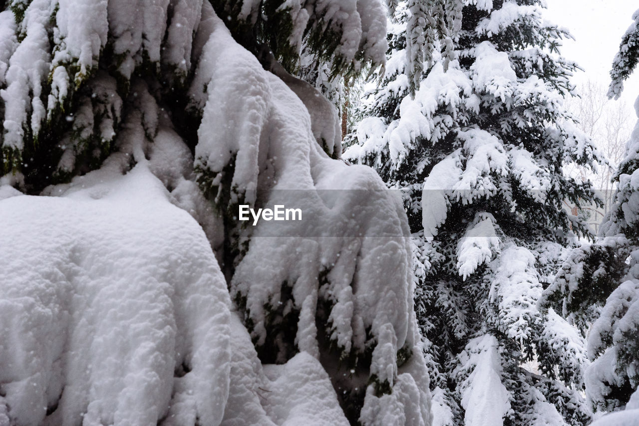 Full frame of pine tree branches under the snow during snowstorm. winter and christmas background