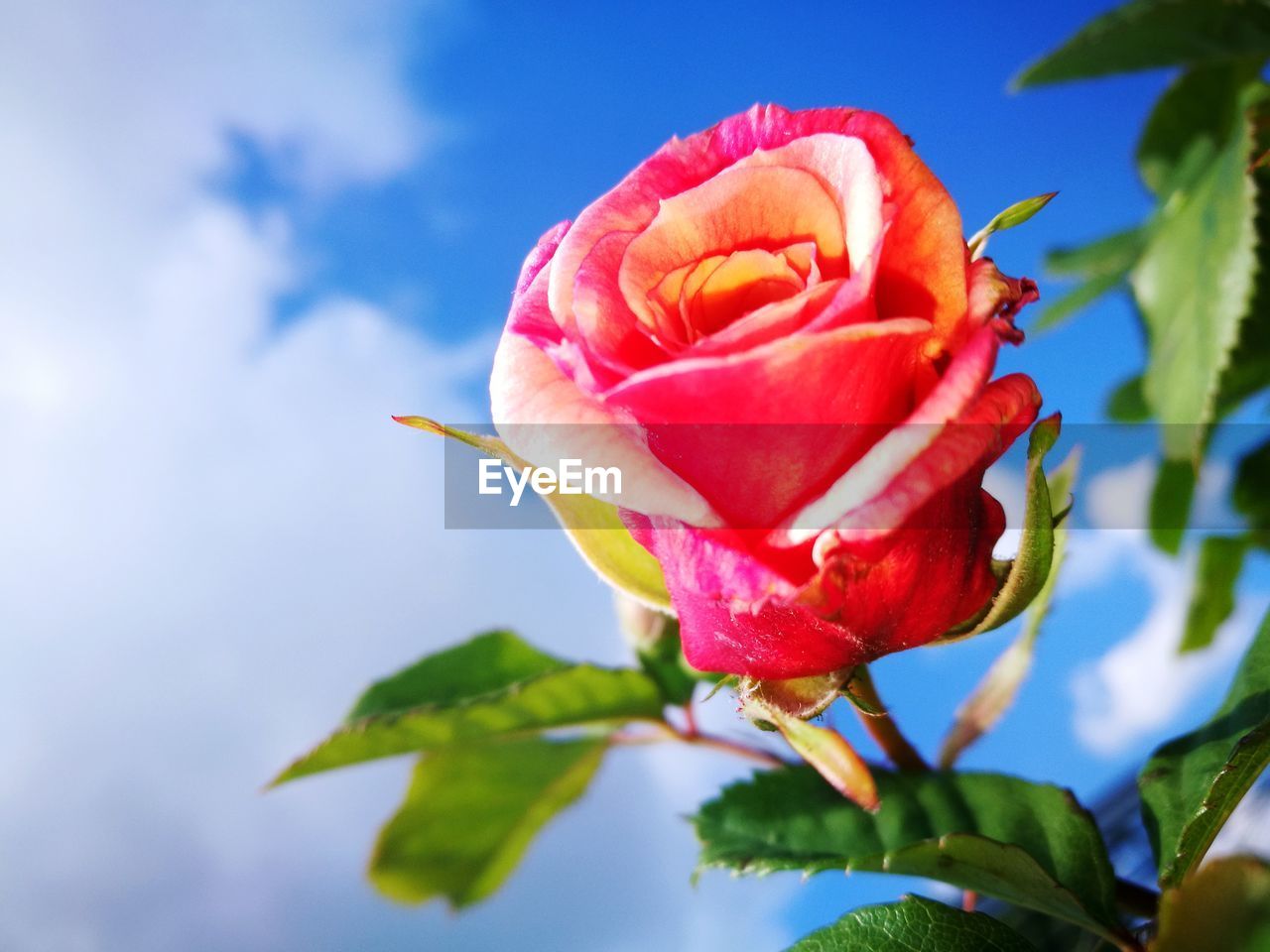 CLOSE-UP OF PINK FLOWER