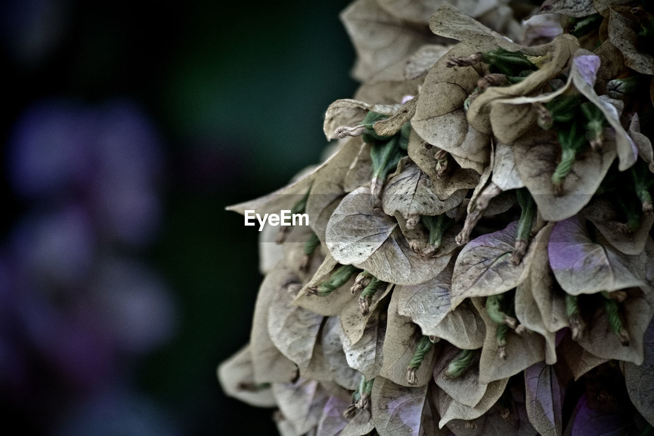 leaf, close-up, macro photography, flower, green, plant, nature, food and drink, no people, food, vegetable, focus on foreground, freshness, plant part, healthy eating, outdoors, growth, spring, dry