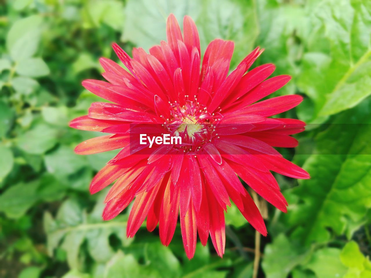 CLOSE-UP OF RED FLOWER BLOOMING