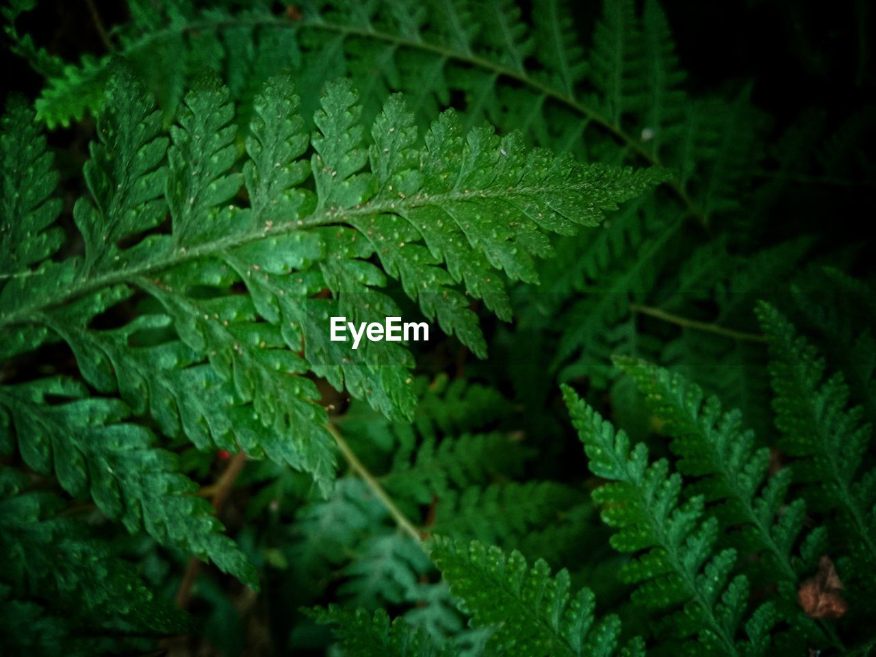 Close-up of wet leaves